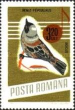 European Penduline Tit (Remiz pendulinus)