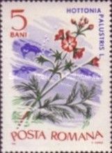 Water Violet (Hottonia palustris)