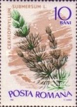 Soft Hornwort (Ceratophyllum submersum)