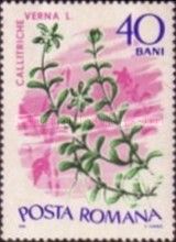 Spring Water-starwort (Callitriche verna)