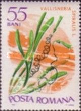 Tape Grass (Vallisneria spiralis)