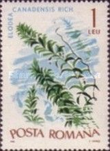 Canadian Waterweed (Elodea canadensis)