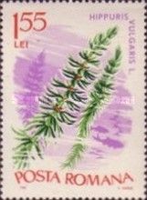 Common Mare's Tail (Hippuris vulgaris)