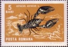 Noble Crayfish (Astacus astacus)
