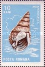 Netted Dog Whelk (Nassa reticulata)