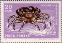 Marbled Rock Crab (Pachygrapsus marmoratus)