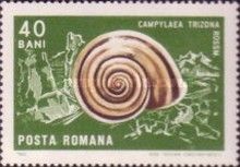 Land Snail sp. (Campylaea trizona)