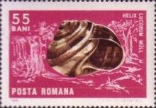 Land Snail (Helix leucorum)