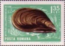 Mediterranean Mussel (Mytilus galloprovincialis)