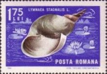 Great Pond Snail (Lymnaea stagnalis)