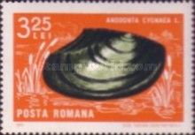 Swan Mussel (Anodonta cygnea)
