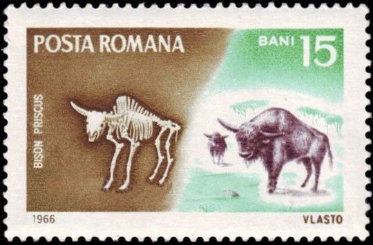 Steppe Bison (Bison priscus)