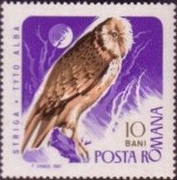 Western Barn Owl (Tyto alba)