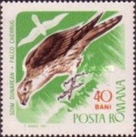 Saker Falcon (Falco cherrug)