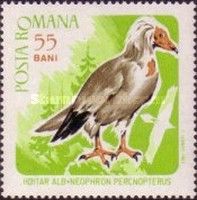 Egyptian Vulture (Neophron percnopterus)