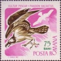 Osprey (Pandion haliaetus)