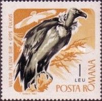 Griffon Vulture (Gyps fulvus)