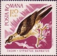 Bearded Vulture (Gypaetus barbatus)