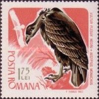 Cinereous Vulture (Aegypius monachus)