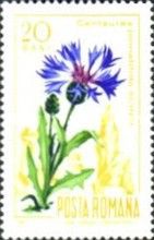 Cornflower (Centaurea pinnatifida)