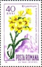Yellow Wallflower (Erysimum transsilvanicum)