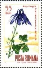 Columbine (Aquilegia transsylvanica)
