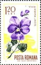 Violet (Viola alpina)