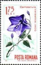 Carpathian Harebell (Campanula carpatica)