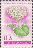 Garden geranium (Pelargonium zonale hybr.)