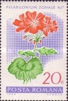 Garden geranium (Pelargonium zonale hybr.)