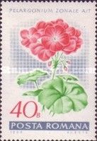 Garden geranium (Pelargonium zonale hybr.)