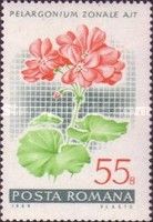 Garden geranium (Pelargonium zonale hybr.)