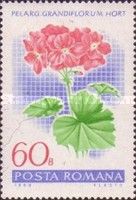 English pelargonium (Pelargonium grandiflorum hybr.)