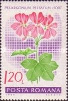 Ivy-leaved pelargonium (Pelargonium peltatum hybr.)