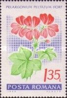 Ivy-leaved pelargonium (Pelargonium peltatum hybr.)