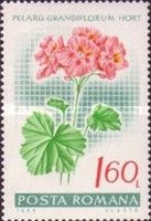 English pelargonium (Pelargonium grandiflorum hybr.)