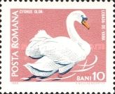 Mute Swan (Cygnus olor)