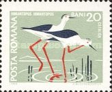 Black-winged Stilt (Himantopus himantopus)
