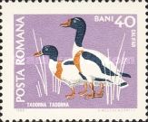 Common Shelduck (Tadorna tadorna)