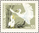 Great Egret (Ardea alba)