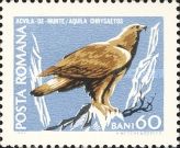 Golden Eagle (Aquila chrysaetos)
