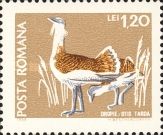 Great Bustard (Otis tarda)