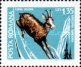 Chamois (Rupicapra rupicapra)