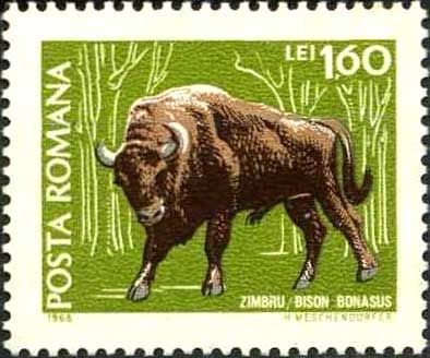 European Bison (Bison bonasus)