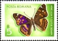 Lesser Purple Emperor (Apatura ilia)