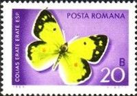 Eastern Pale Clouded Yellow (Colias erate)