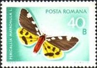 Matron (Pericallia matronula)