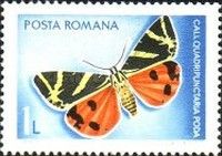 Jersey Tiger Moth (Euplagia quadripunctaria)