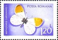 Orange Tip (Anthocharis cardamines)