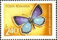 Meleager's Blue (Meleageria daphnis)